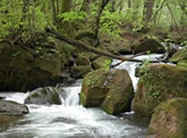 stream