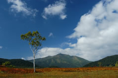 outback